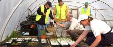Group of people working in a poly-tunnel